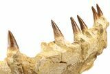 Mosasaur (Eremiasaurus?) Jaw with Six Teeth - Morocco #270872-3